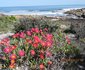 Namaqua Silver Sands