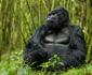 Devine African Safaris | Gorilla Safaris Company