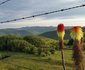 Alpine Swift Trails High Altitude Training Facility