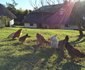 Bramleigh Farm