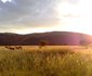 Khaya Nkwe Game & Guest Farm