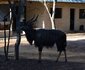 Khaya Nkwe Game & Guest Farm