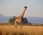 Khaya Nkwe Game & Guest Farm