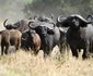 6 Day Cape to Addo Safari Tour - Return