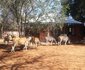 Bosveld Vreugde - House Zebra