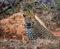 5 Night 2 pax Safari Package