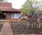 Meerkat Manor