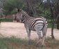 Rinkhalskop Safari Lodge