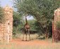 Rinkhalskop Safari Lodge