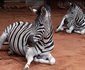 Bosveld Vreugde - House Zebra