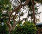 3 Night Honeymoon St Lucia Eco Lodge Package