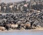 10 days Affordable Serengeti Migration & Beach Zanzibar Package