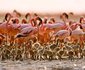 10 days Affordable Serengeti Migration & Beach Zanzibar Package