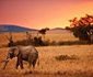 10 days Affordable Serengeti Migration & Beach Zanzibar Package