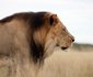 Safari Life Africa