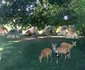 Backpacker Accommodation in South Luangwa Nat Park