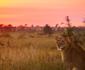 3 day Kruger Park Safari & Panorama Route 