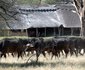 Bomani Safari Camp