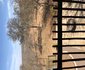 Impala Lodge