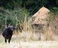 Kuyenda Bushcamp