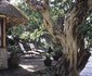 Mfangano Island Camp