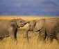 Ruaha River Lodge