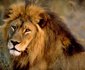 Ruaha River Lodge
