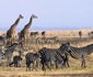 Katavi Wildlife Camp