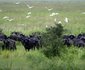Katavi Wildlife Camp