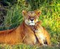 Katavi Wildlife Camp