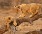 Lion Camp