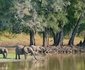 Lion Camp