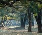 Lion Camp