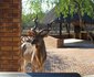 Chipembere Bush Lodge