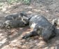 Bateleur Bush Lodge