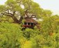 Elewana Collection - Tarangire Treetops