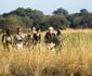 Robin Pope Safaris' Mobile Walking Safari