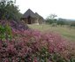 Ngobit River Lodge and Colobus House