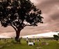 Legendary Serengeti Camp
