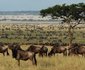 Legendary Serengeti Camp