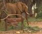 Elephant Bedroom Camp