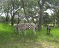 Mbizi Game Park and Lodges