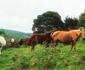 Silver Mist Guest House, Country Inn and Herberg