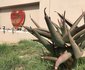 Elephant's Heart Self-Catering Apartments