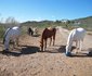Karoo Wildlife Centre
