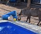 Bliss Wildlife Escape