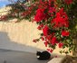 Kalk Bay Cottage