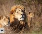 Rhino and Lion Nature Reserve 