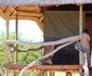 Dzibanana Lodge & Camping