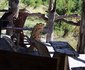 Dzibanana Lodge & Camping